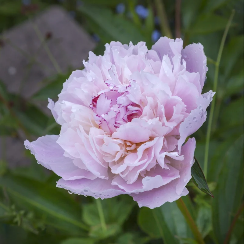 Pfingstrose 'Sarah Bernhardt'