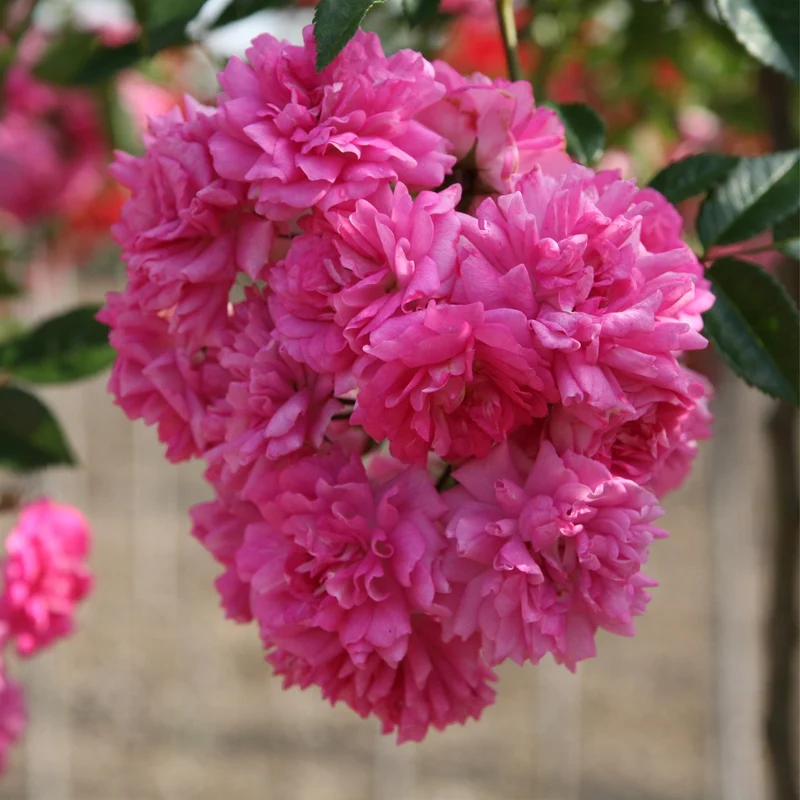 Ramblerrose 'Super Dorothy'
