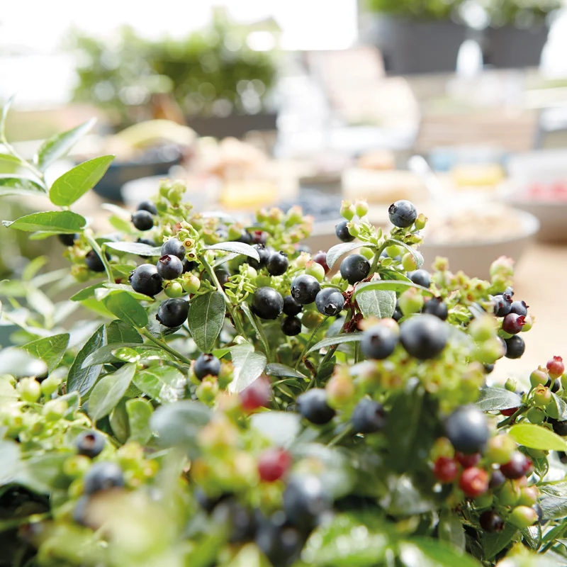 Heidelbeere Brazel Berry® 'Berry Bux®'
