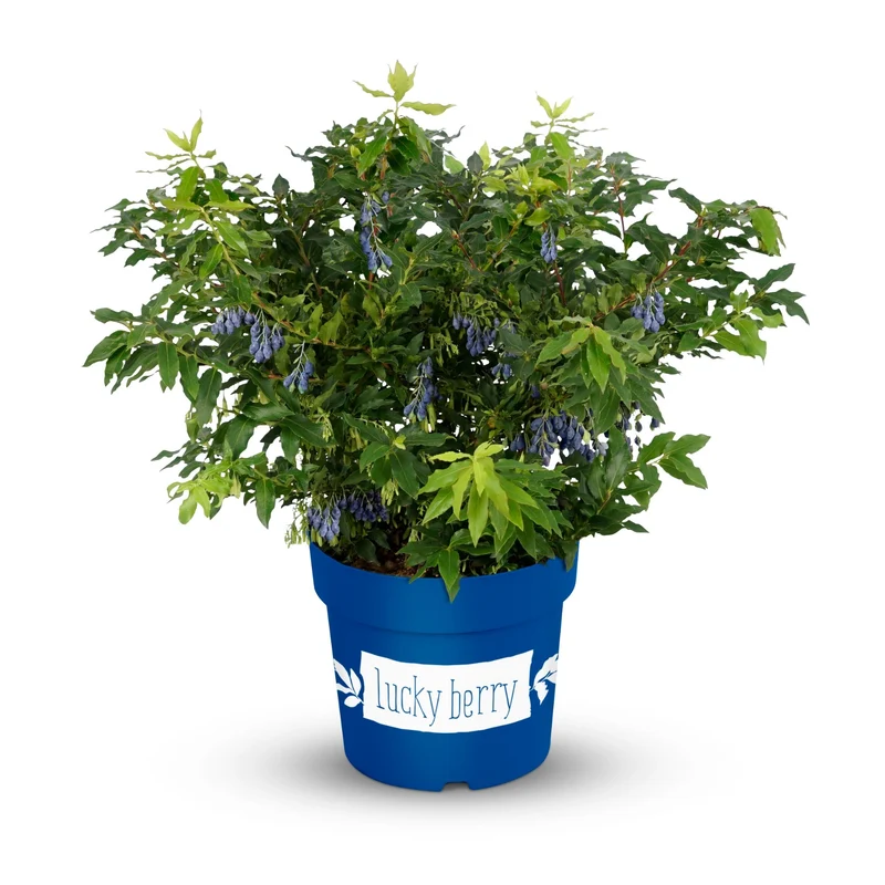 Beeren-Set "4-Monats-Ernte“