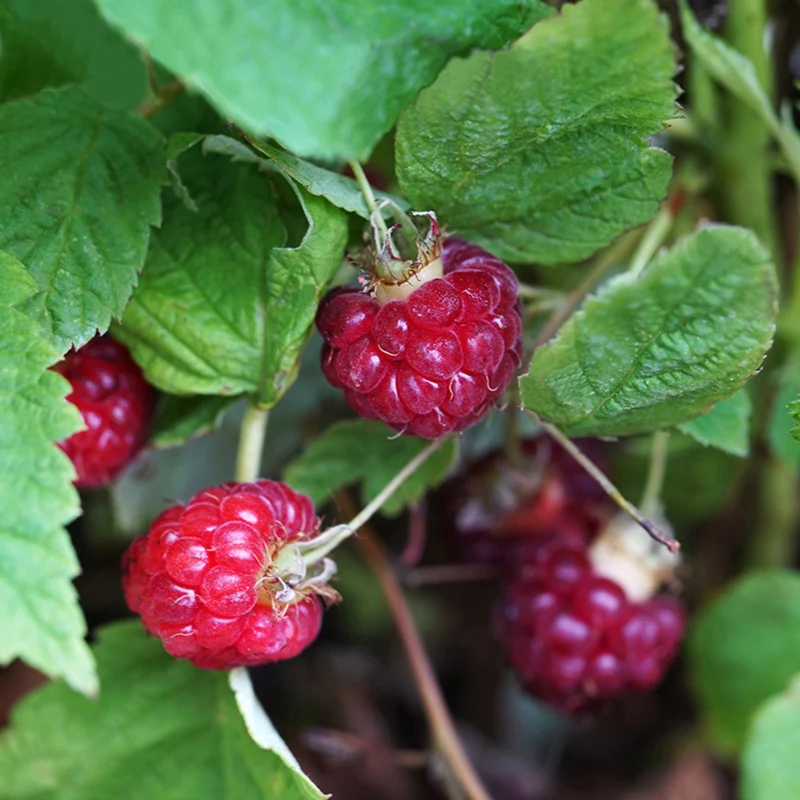Beeren-Set "4-Monats-Ernte“