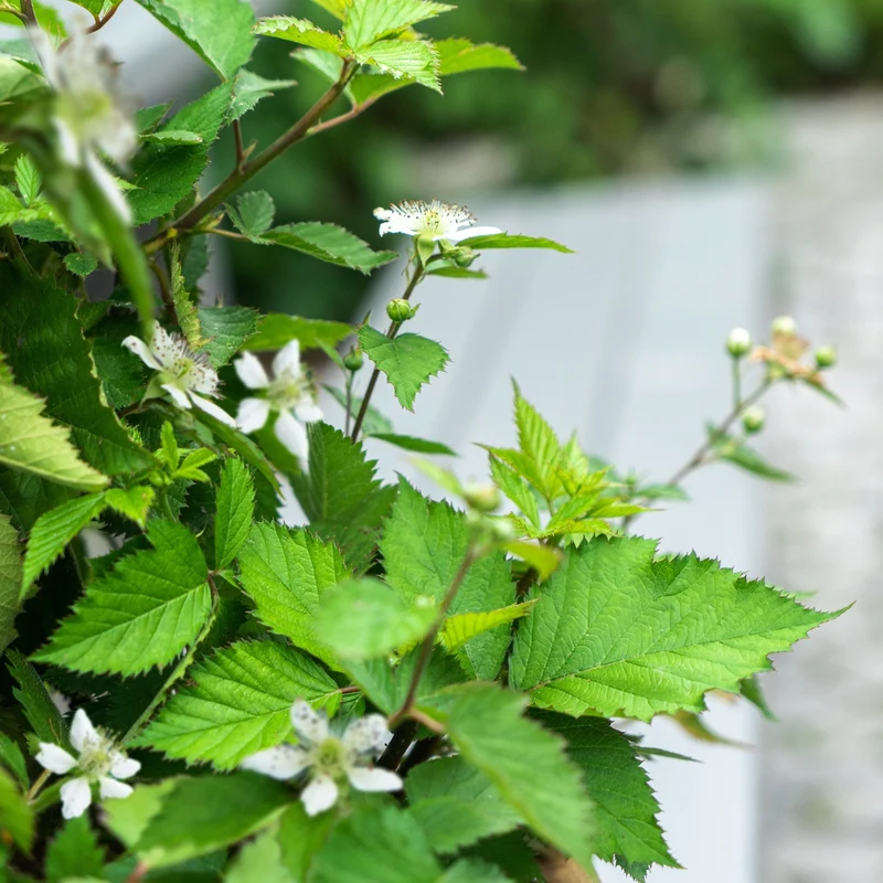 Beeren-Set "4-Monats-Ernte“