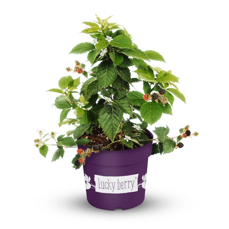 Beeren-Set "4-Monats-Ernte“
