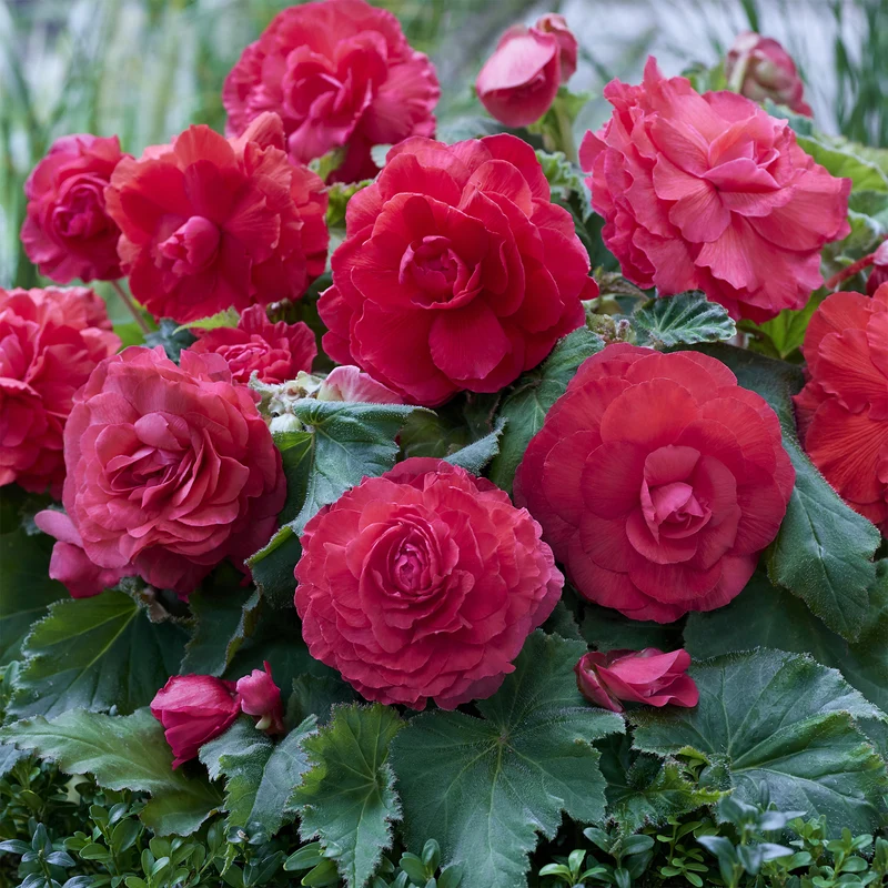 Gefüllte Begonie rosa (x5)