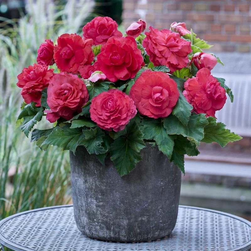 Gefüllte Begonie rosa (x5)