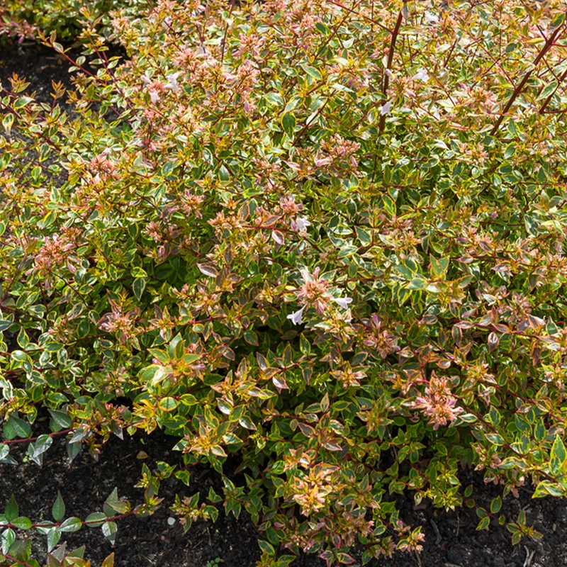 Abelie ‘Sunshine Daydream’®