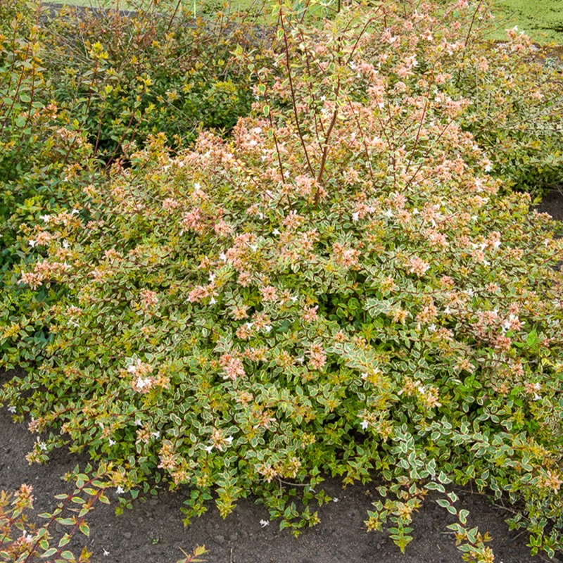 Abelie ‘Sunshine Daydream’®