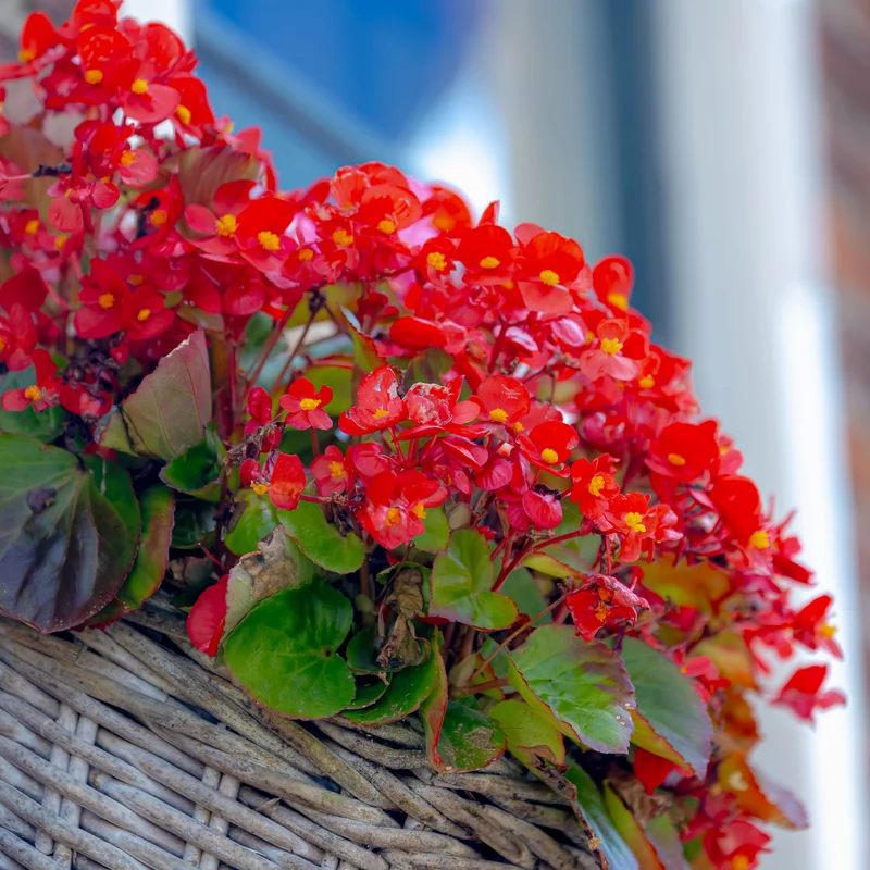 Rote eisbegonie