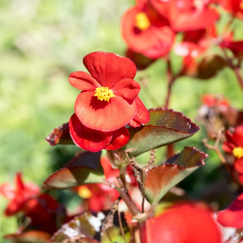 Rote eisbegonie