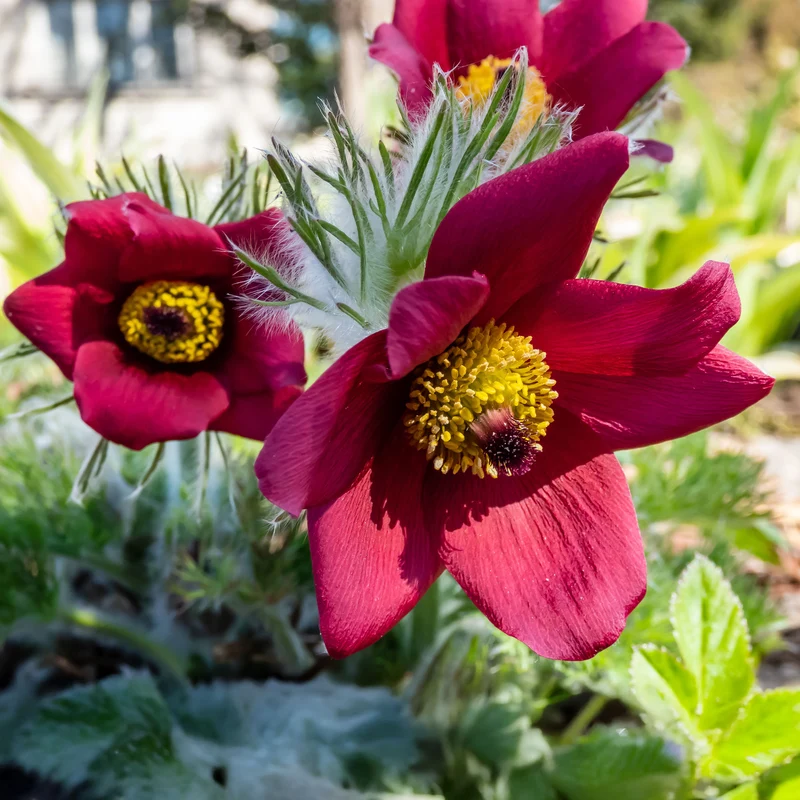 Rote Küchenschelle