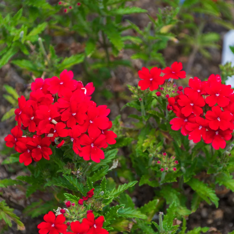 Rotes hängendes Eisenkraut