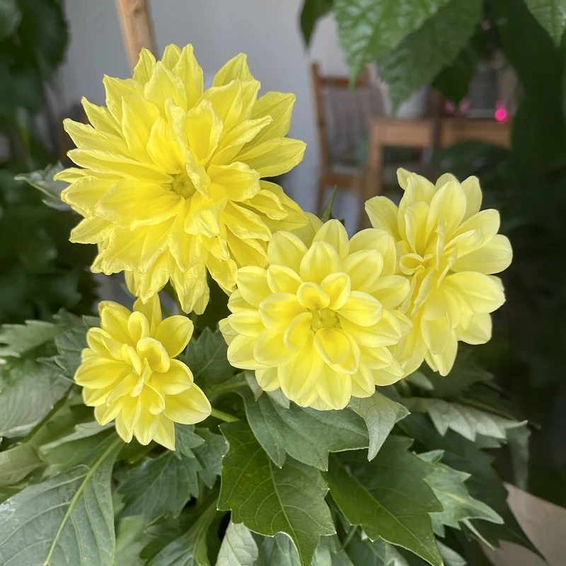 Gelbe Dahlie