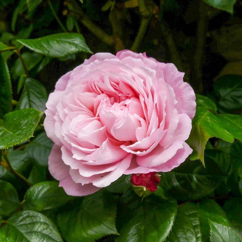 Rose The Generous Gardener®