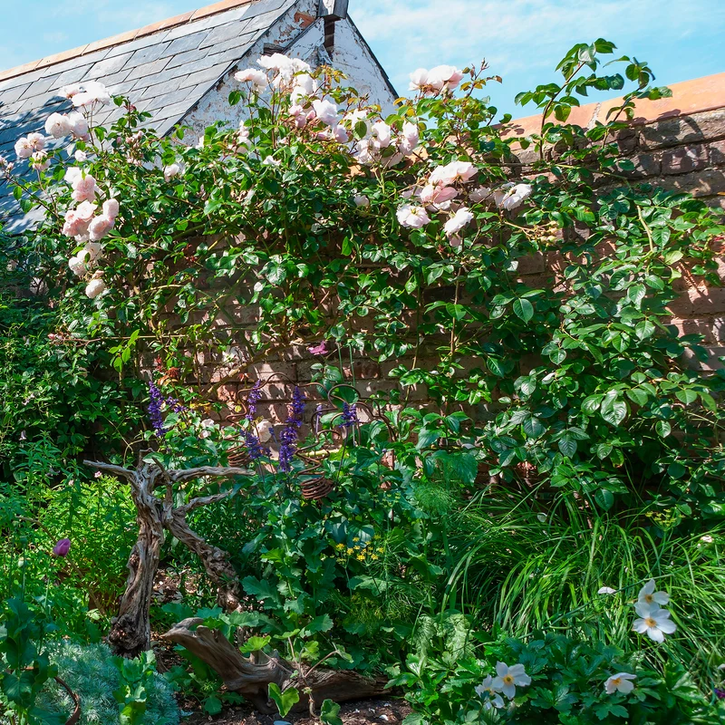 Rose The Generous Gardener®