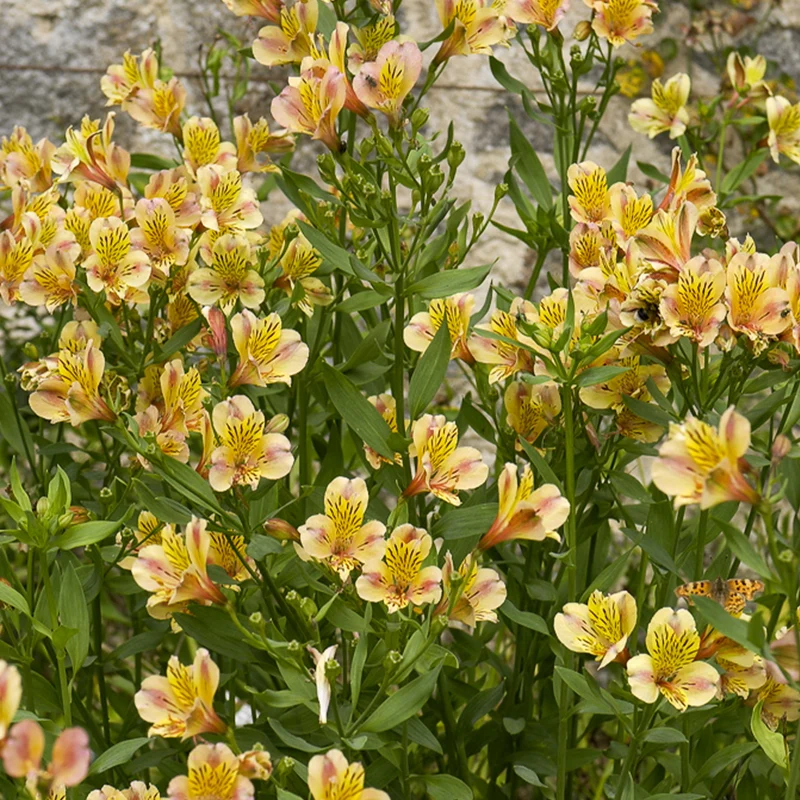 Inkalilie - Alstroemeria Majestic Layon