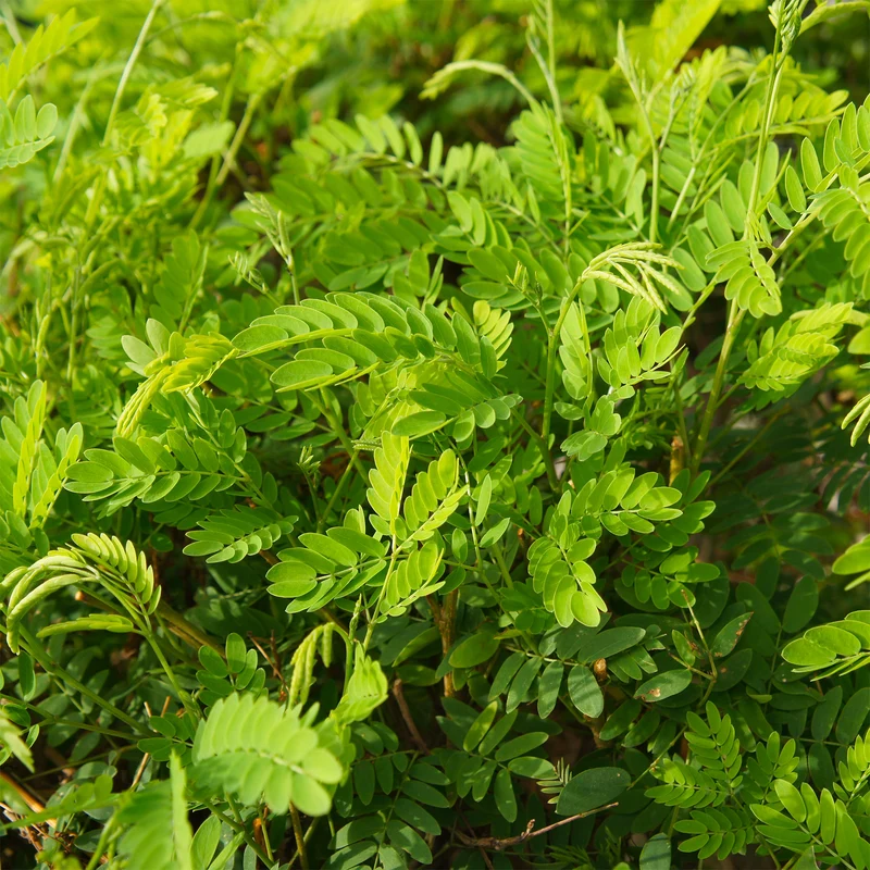 Amerikanischer Lederhülsenbaum 'Elegantissima'