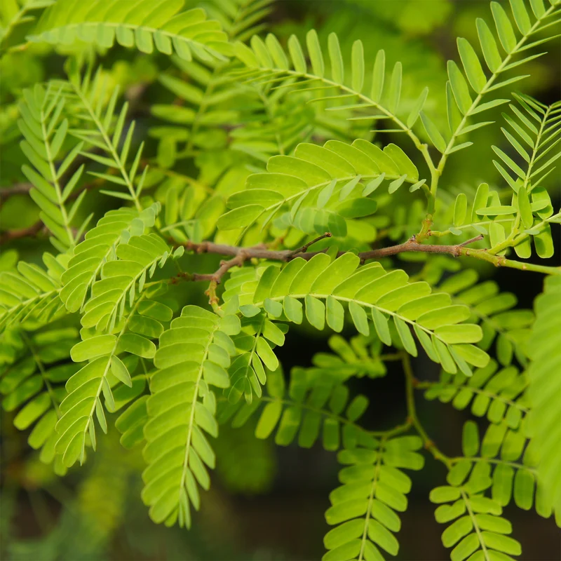 Amerikanischer Lederhülsenbaum 'Elegantissima'