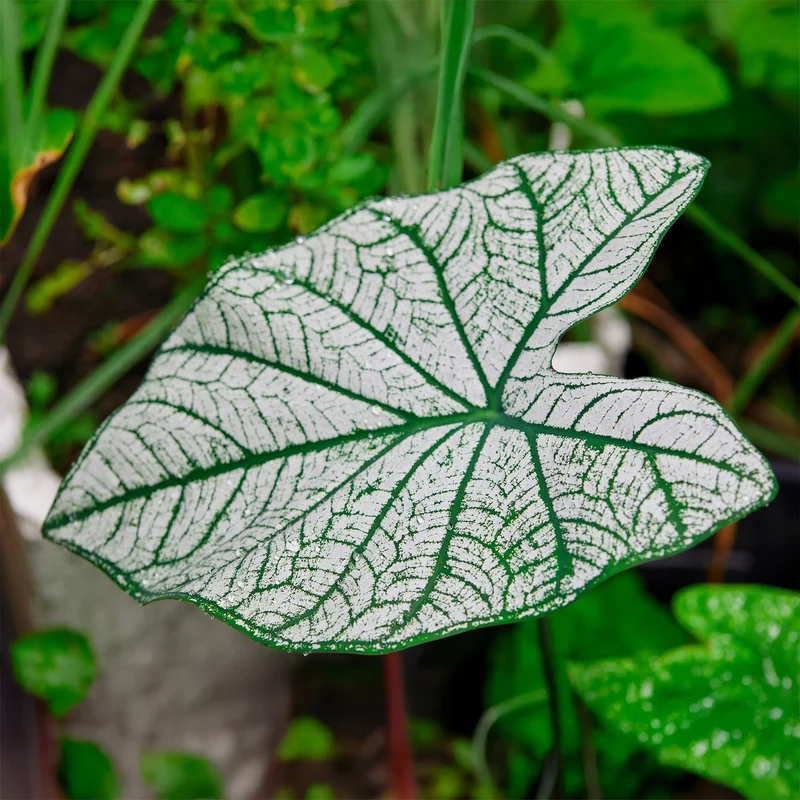 Caladium White Christmas