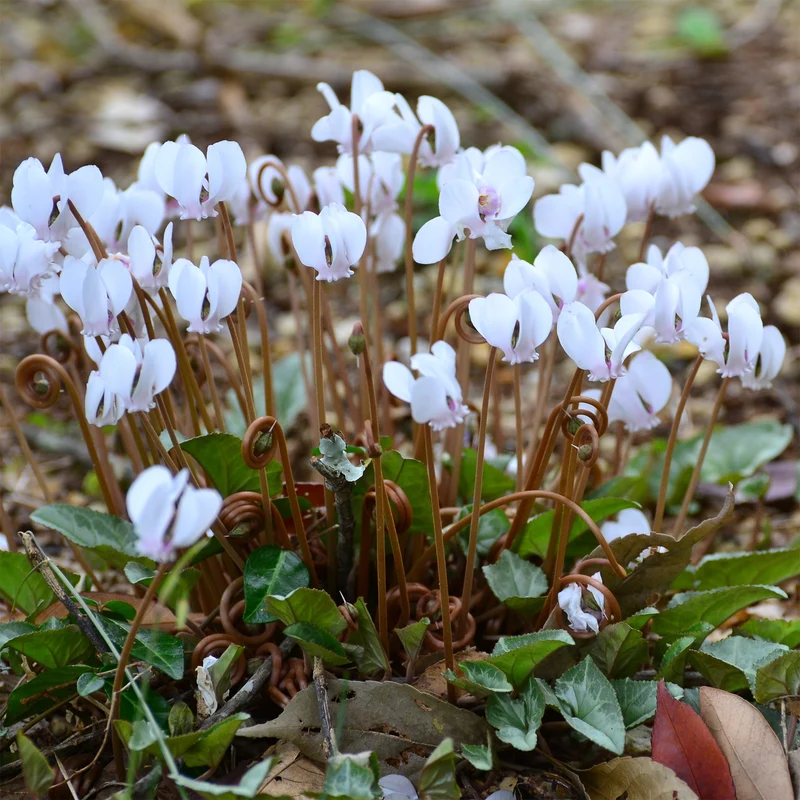 Herbst Alpenveilchen 'Album'