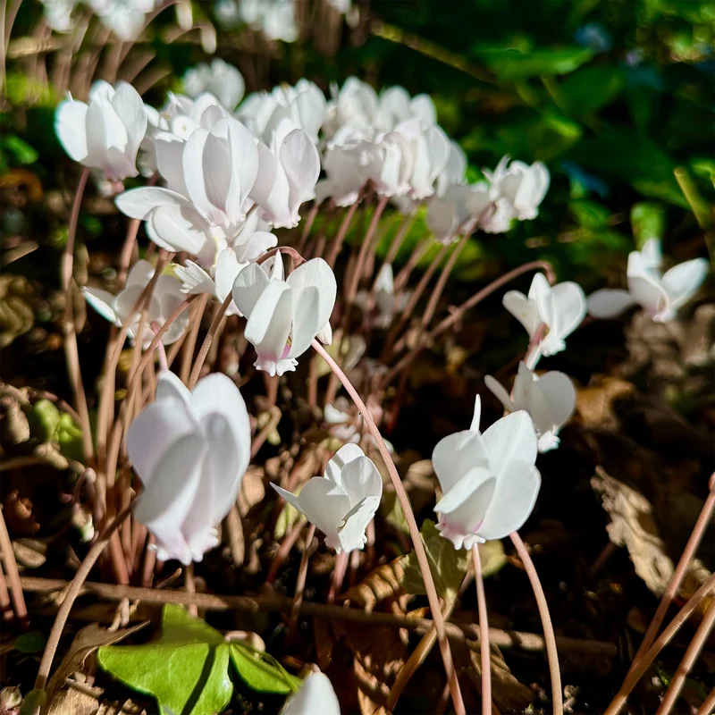 Herbst Alpenveilchen 'Album'