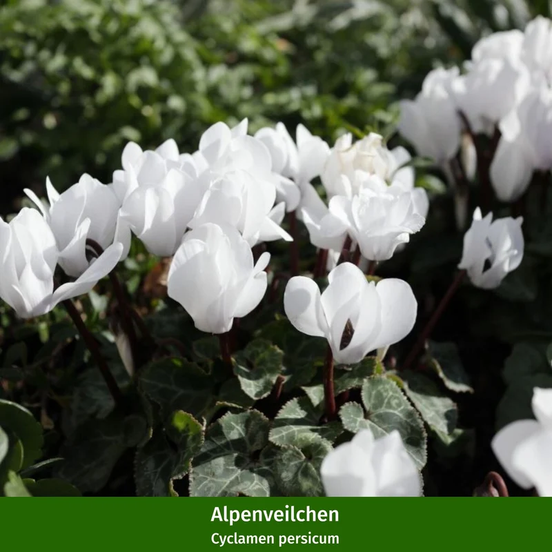 Balkonblumen "Weißer Herbstzauber"