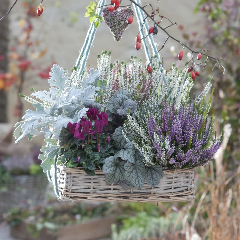 Balkonblumen "Kühler Herbstzauber"