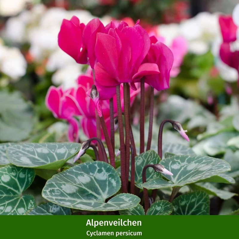 Balkonblumen "Herbstvielfalt"