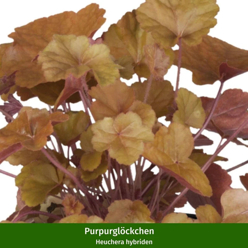 Grabbepflanzung "Herbstlicher Mix"