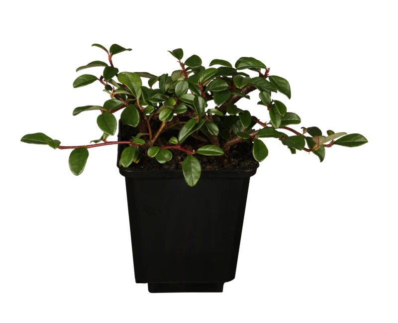 Teppichmispel 'Radicans', 12 Pflanzen
