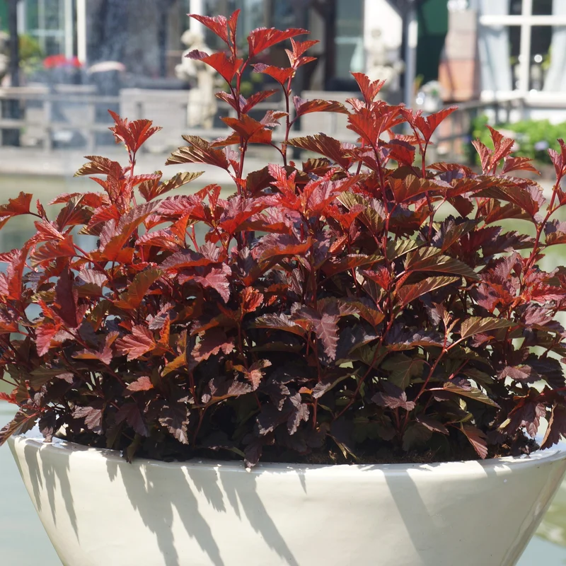 Blasenspiere 'Little Angel®'