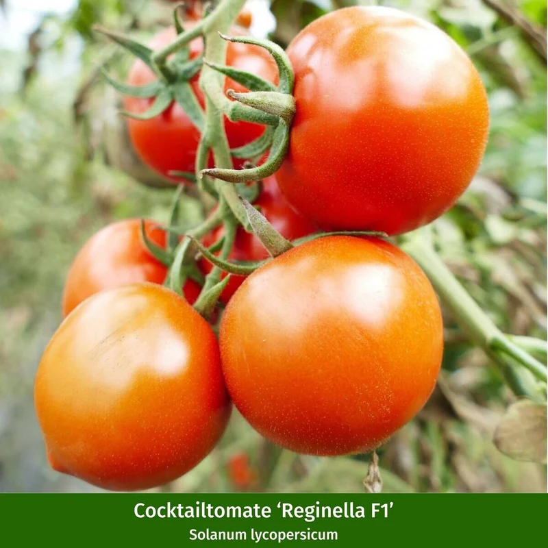 Gemüse-Set "Tomaten Vielfalt"
