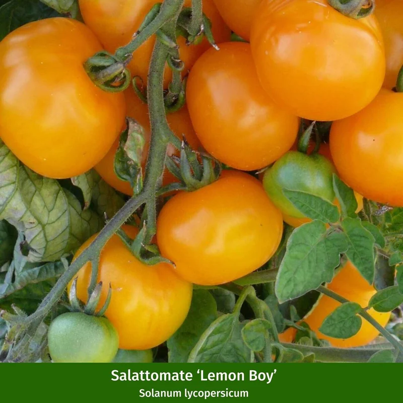 Gemüse-Set "Tomaten Vielfalt"