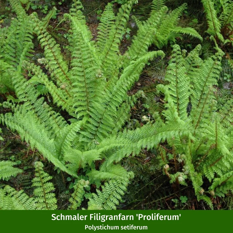 Pflanzen-Set "Schattiger Farngarten"