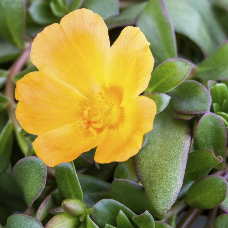 Portulakröschen