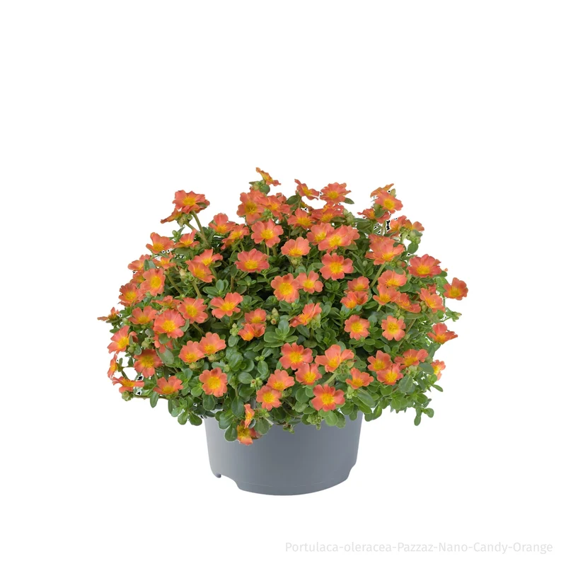 Portulakröschen
