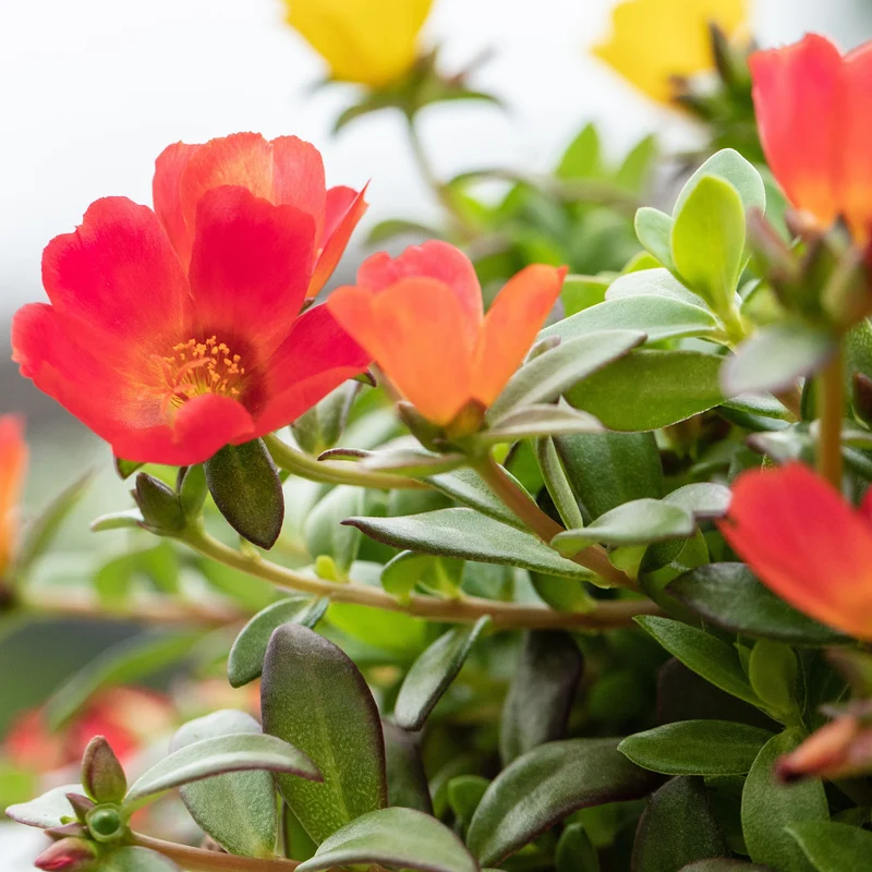 Portulakröschen