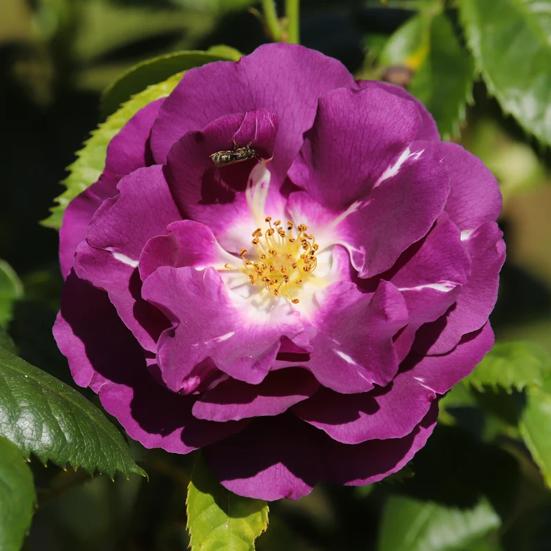 Beetrose ‘Rhapsody in Blue’®