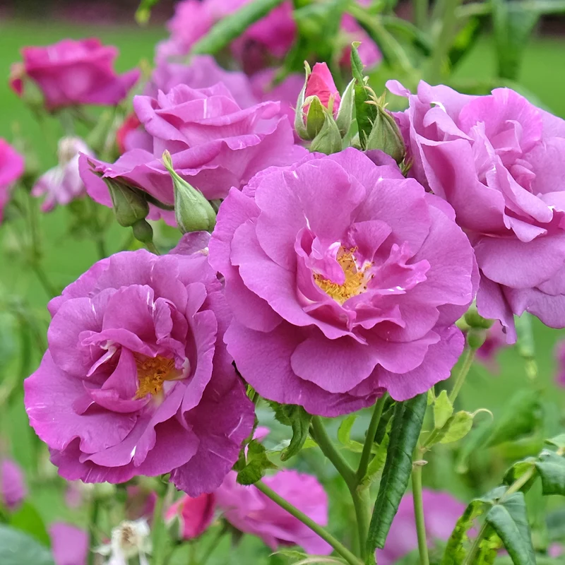 Beetrose ‘Rhapsody in Blue’®