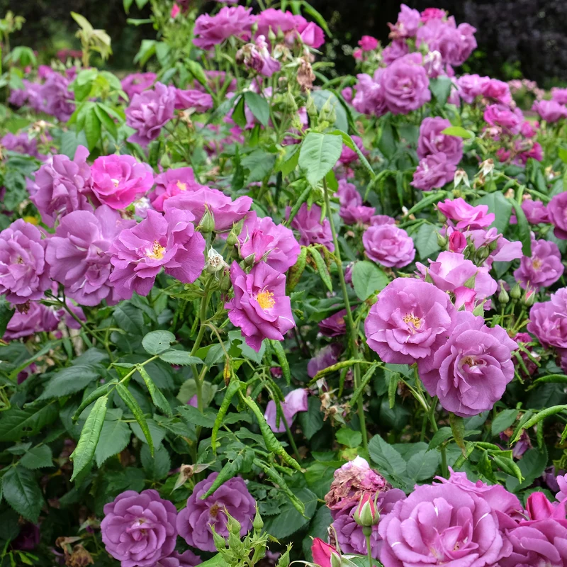 Beetrose ‘Rhapsody in Blue’®