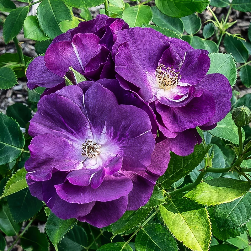 Beetrose ‘Rhapsody in Blue’®