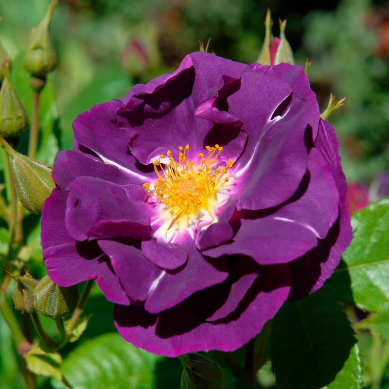 Beetrose ‘Rhapsody in Blue’®