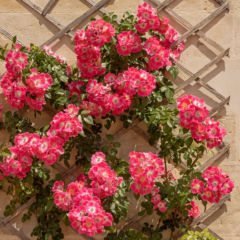 Ramblerrose American Pillar