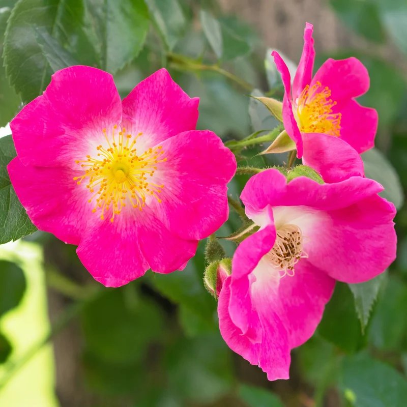 Ramblerrose American Pillar