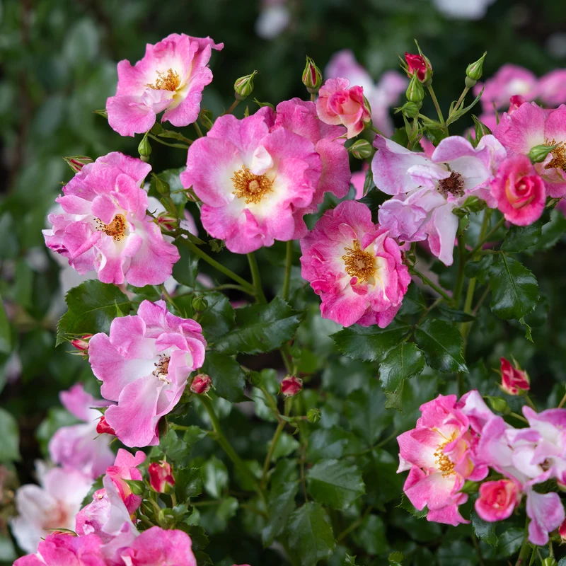 Ramblerrose American Pillar