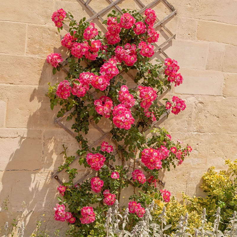 Ramblerrose American Pillar