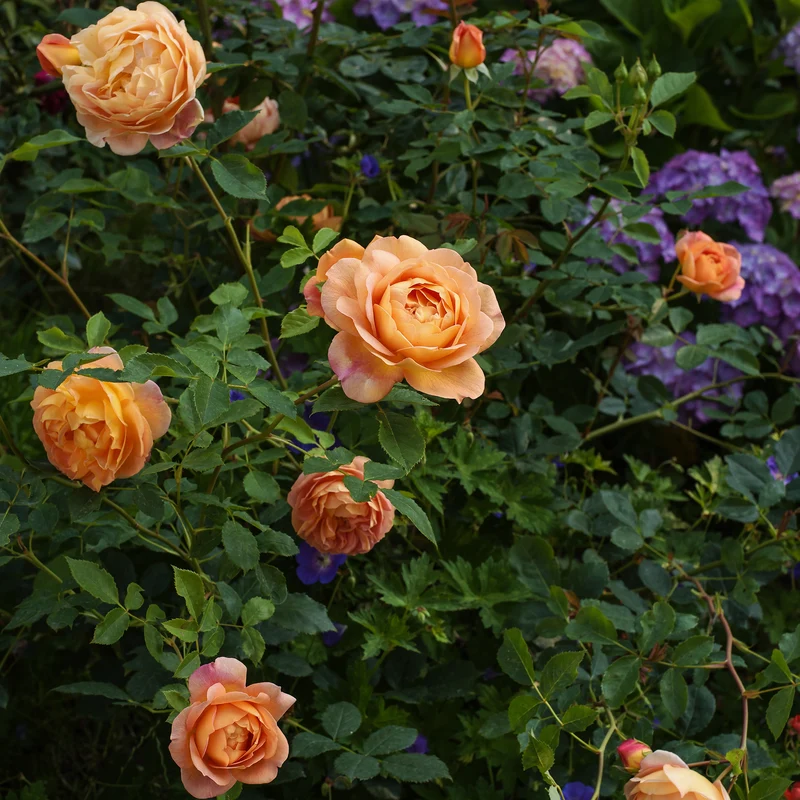 Englische Rose 'Lady of Shalott'®