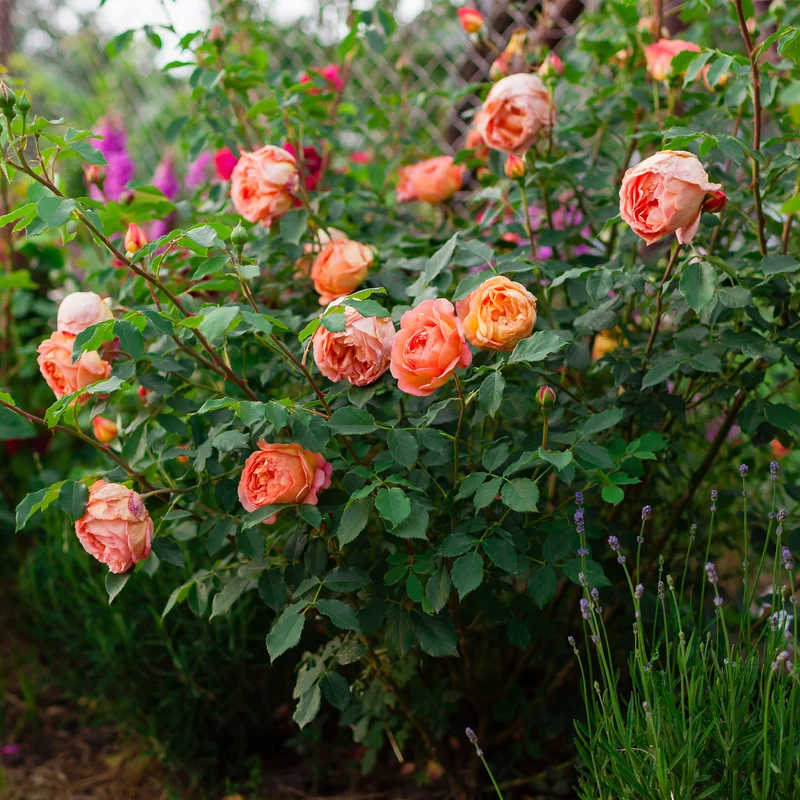 Englische Rose 'Lady of Shalott'®