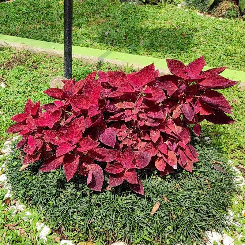 Buntnessel ‘Red Head’