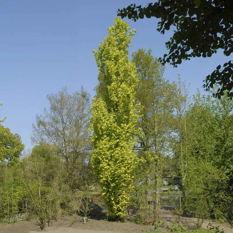 Säulenbuche ‘Dawyck Gold’