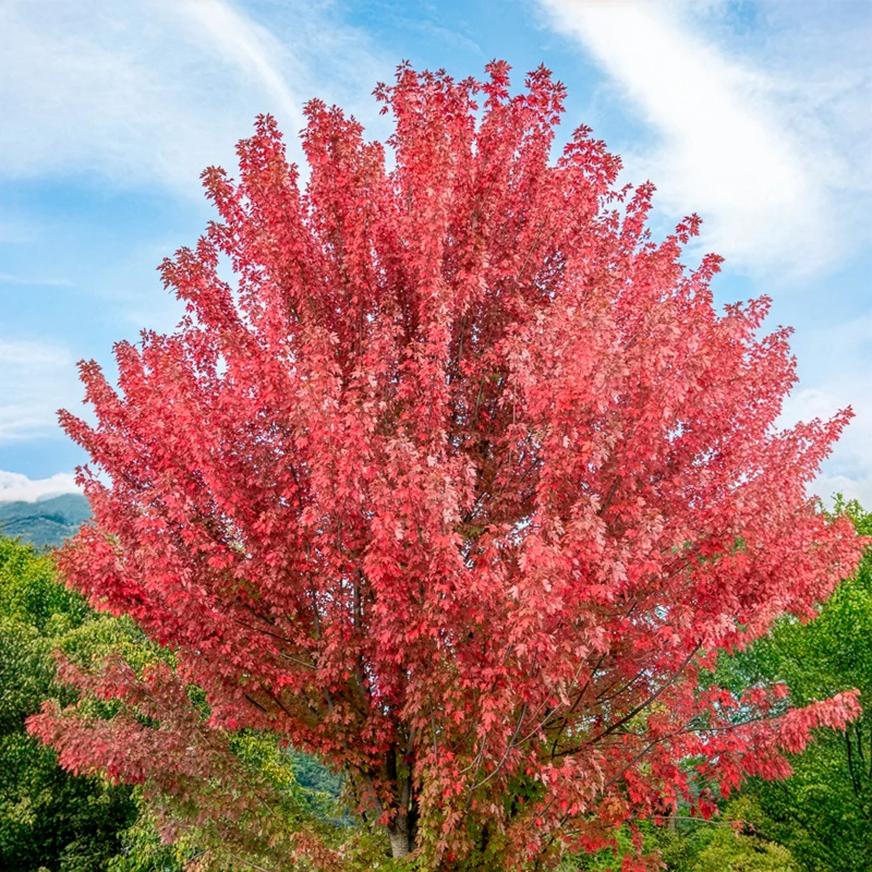 Freeman-Ahorn 'Autumn Blaze'